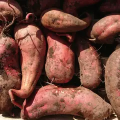 Gros tas de patates douces rouges, terreuses, dans une caisse en bois. Parfait pour savoir quand planter les patates douces.