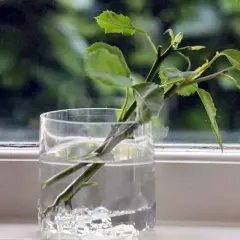 Des boutures de rosiers dans un verre d'eau, prêtes à prendre racine. Le moment idéal pour savoir quand faire des boutures de rosiers.
