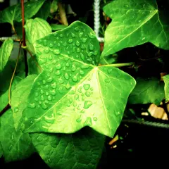 Feuilles vertes couvertes de gouttes de pluie. Une question se pose : peut-on mettre les plantes vertes sous la pluie ? Elles semblent apprécier !