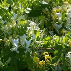 Un parterre de chevrefeuille en pleine floraison, avec des fleurs blanches et jaunes délicates se mêlant aux feuilles vertes luxuriantes.