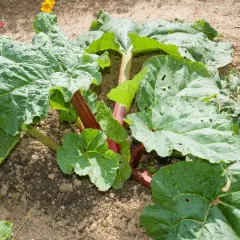 Gros plan sur un plant de rhubarbe aux grandes feuilles vertes et aux tiges rouges, prêt à être récolté.