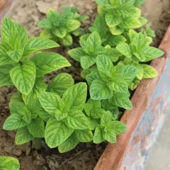Menthe verte luxuriante dans une jardinière. Pour savoir comment couper la menthe pour qu'elle repousse, taillez juste au-dessus d'un nœud de feuilles.