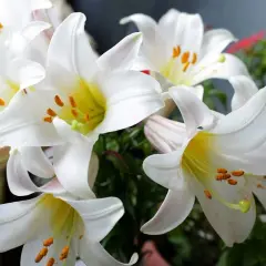 Magnifiques lys blancs aux étamines orangées. Que faire d'un lys après floraison ? Les bulbes peuvent être conservés pour l'année prochaine.