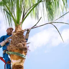 Un homme taille un palmier, enlevant des feuilles mortes avec une scie.