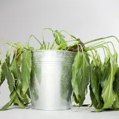 Plante flétrie dans un pot en métal, feuilles tombantes. Une image qui pose la question : pourquoi ma plante perd ses feuilles ?