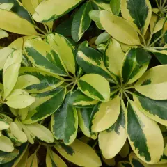 Feuilles panachées de vert et de jaune d'un schefflera arboricola, formant un motif dense et texturé.
