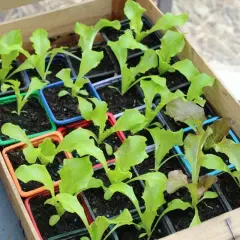 Jeunes plants de laitues dans des godets colorés, prêts à être repiqués. Idéal pour savoir que planter en février et démarrer son potager.