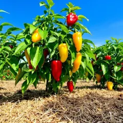 Une plantation de poivrons rouges et jaunes mûrs sous un ciel bleu éclatant. Les plants sont recouverts de fruits colorés, prêts à être récoltés.