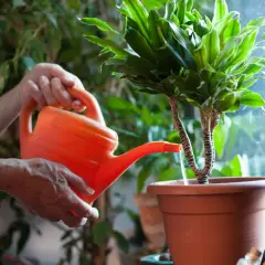 Maintenant, je m'occupe de l'arrosage des plantes d'intérieur. L'eau coule doucement de l'arrosoir orange vers la terre.