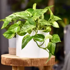Une plante pour chambre aux feuilles vertes et panachées de blanc, dans un pot blanc, posée sur un rondin de bois.