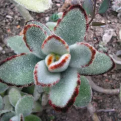 Plante succulente Kalanchoe tomentosa aux feuilles duveteuses, bordées de rouge.