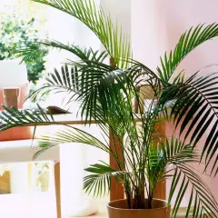Un beau kentia, parfait pour un entretien facile et une touche tropicale dans votre bureau.