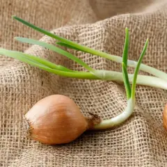 Deux oignons germés sur une toile de jute, prêts à pousser.