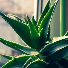 Gros plan sur une plante d'aloe vera aux feuilles vertes et charnues, bordées de petites dents. Elle pousse dans une terre bien drainée, prête à offrir ses bienfaits.
