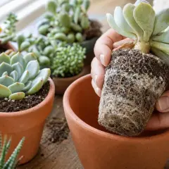 Mains rempotant une succulente, montrant ses racines et le terreau idéal pour succulentes.