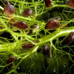 Détail de la plante carnivore la plus grande du monde, avec ses pièges sombres et ses fines vrilles vertes.