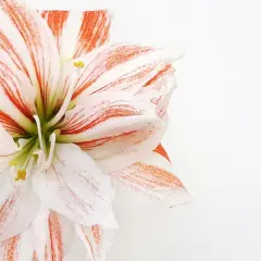 Une amaryllis rayée de blanc et de rouge, symbole de beauté et de fierté. Sa signification est éclatante.