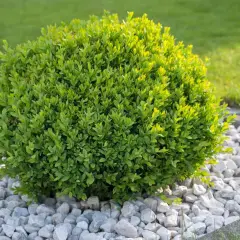 Un buis parfaitement taillé, symbole d'un entretien buis soigné, trône sur un lit de gravier blanc.
