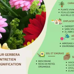 Gerbera : plante vivace d'intérieur ou extérieur, aux couleurs vives. Entretien et signification expliqués.