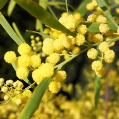 Des fleurs de mimosa jaunes et duveteuses, prêtes à être plantées en pleine terre.