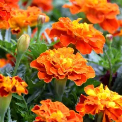 Des fleurs aux teintes orangées et jaunes, comme une fleur du mois d'octobre, illuminent le jardin.