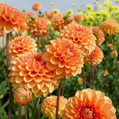 Champ de dahlias orange éclatants. La **dahlia signification** évoque la beauté, la dignité et la force.