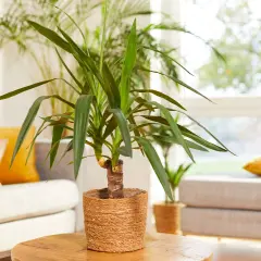Un élégant yucca d'intérieur, avec ses longues feuilles vertes, trône sur une table basse en bois. Derrière, un canapé confortable et des coussins jaune vif créent une ambiance chaleureuse.