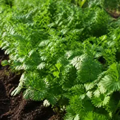 Légumes verts frais poussent dans le sol. La culture de coriandre est en pleine croissance, prête à être récoltée pour ajouter de la saveur.