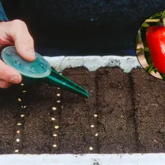 Main d'un jardinier arrosant des graines de poivron dans un plateau. L'image montre le début d'une plantation de poivron.