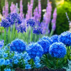 Un parterre de jardin baigné de soleil, où une **fleur bleue** ronde et éclatante côtoie d'autres fleurs bleues plus délicates et des épis violets en arrière-plan.