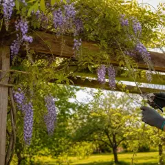 Grappes de glycine violette tombant d'une pergola en bois, mains gantées taillant une branche.