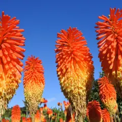 Des fleurs aux couleurs flamboyantes, comme un tison du diable, s'élèvent vers le ciel bleu.