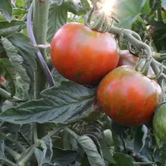 Gros fruits striés sur un pied de tomate, certains rouges, d'autres encore verts. Le soleil brille à travers les feuilles.