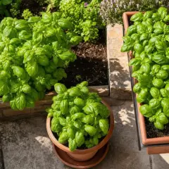 Un pot de basilic frais, prêt pour l'entretien, prospère aux côtés d'autres herbes aromatiques.