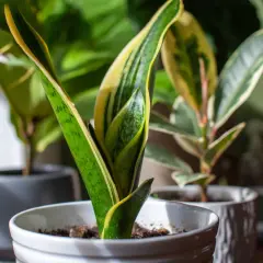 Plantes d'intérieur aux feuilles vertes et jaunes, dont des types de dracaena, dans des pots blancs et gris.