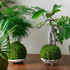 Plusieurs kokedamas, des plantes dans des boules de mousse, sont présentés. Un tuto kokedama pour créer ces merveilles végétales.