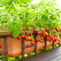 Fraisiers remontants en pleine floraison sur un balcon, prêts à être dégustés. Quand planter fraisier remontant pour une récolte abondante ?