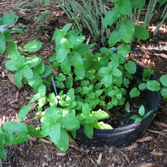 Plante de menthe verte et luxuriante poussant dans un pot noir, entourée de copeaux de bois.