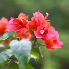 Bougainvilliers aux couleurs vives, une magnifique fleur de juillet épanouie sur un fond vert flou.