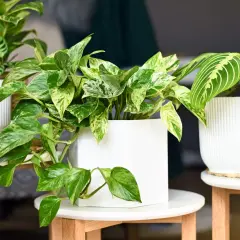 Plantes d'intérieur et d'extérieur aux feuilles vertes et panachées, dans des pots blancs modernes.