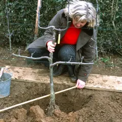 Une femme plante un jeune arbre fruitier. C'est le bon moment pour savoir quand planter arbre fruitier.