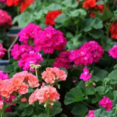 Gros plan sur des géraniums aux couleurs vives, roses, rouges et blancs. L'arrosage des géraniums est essentiel pour leur floraison éclatante.