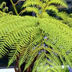 Gros plan sur les frondes luxuriantes d'une fougère arborescente, d'un vert vif, avec des touches de fleurs bleues en arrière-plan.