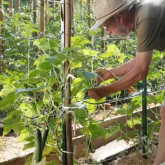Un jardinier attache des tiges pour cultiver les concombres en hauteur. Les fruits verts pendent le long des supports.