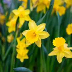 Un champ de jonquilles jaunes éclatantes, la fleur de naissance de mars, illumine le paysage printanier.