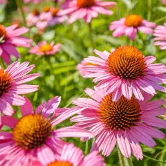 Champ de fleurs roses d'échinacées aux cœurs orange vifs. Une plante extérieur sans entretien qui embellit le jardin.