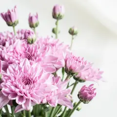 Un bouquet de chrysanthèmes roses, symbolisant la joie et la sérénité. Le chrysanthème signification est souvent liée à l'amitié et à la fidélité.