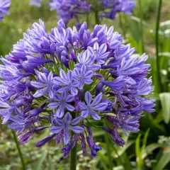 Gros plan sur une agapanthe fleur, une sphère de pétales bleus et violets rayés, épanouie dans un jardin verdoyant.