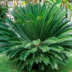 Un cycas revoluta taille adulte, majestueux, déploie ses frondes vertes luxuriantes dans un jardin ensoleillé, avec des bananiers et un mur de pierre en arrière-plan.