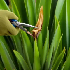 Main verte tenant des ciseaux pour tailler un yucca, retirant une feuille sèche.